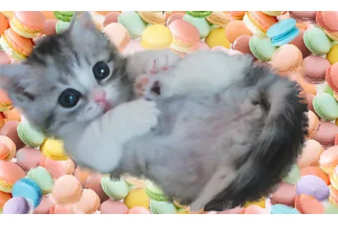 船橋 猫 ブリーダー選び方完全ガイド！失敗しない秘訣